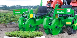 Czym i jak sadzić truskawki?