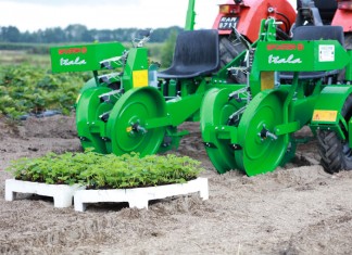 Czym i jak sadzić truskawki?