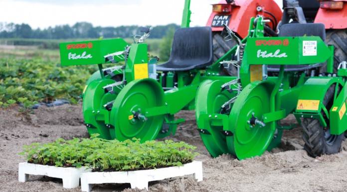 Czym i jak sadzić truskawki?