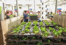 Coraz więcej sadzonek doniczkowanych