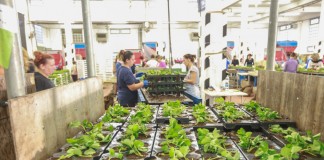 Coraz więcej sadzonek doniczkowanych