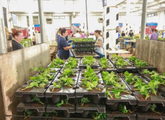 Coraz więcej sadzonek doniczkowanych