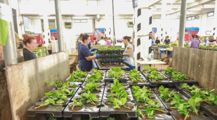 Coraz więcej sadzonek doniczkowanych