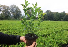 Borówka i haskap z podkarpackiej szkółki