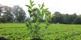 Borówka i haskap z podkarpackiej szkółki