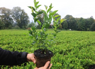 Borówka i haskap z podkarpackiej szkółki