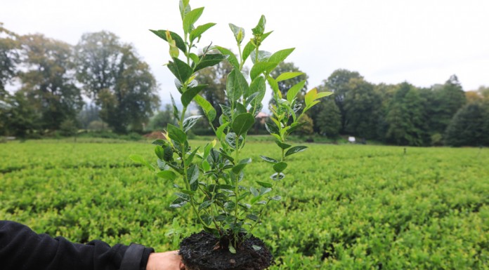Borówka i haskap z podkarpackiej szkółki