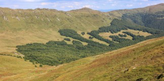Jagodowe Bieszczady