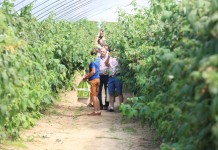 Malinowe Factory 2016 – FILM