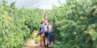 Malinowe Factory 2016 – FILM