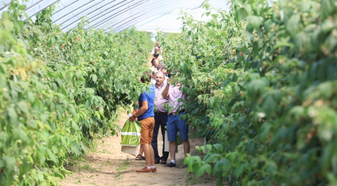 Malinowe Factory 2016 – FILM