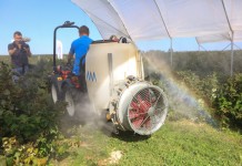 Praktycznie o zabiegach fungicydowych w czasie zbioru malin