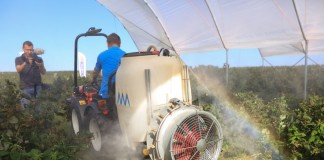 Praktycznie o zabiegach fungicydowych w czasie zbioru malin