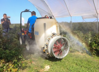 Praktycznie o zabiegach fungicydowych w czasie zbioru malin