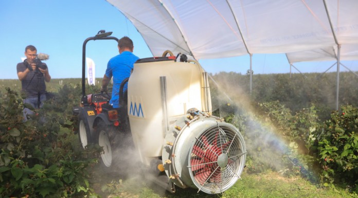 Praktycznie o zabiegach fungicydowych w czasie zbioru malin
