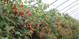 Malinowe Factory w Roguszynie – letnie odmiany – PROGRAM