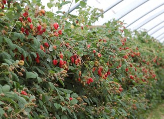 Malinowe Factory w Roguszynie – letnie odmiany – PROGRAM