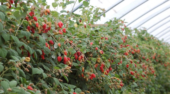 Malinowe Factory w Roguszynie – letnie odmiany – PROGRAM