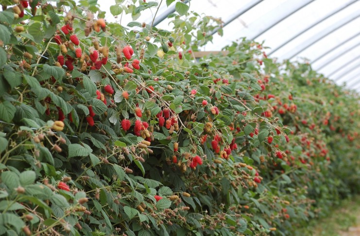 Malinowe Factory w Roguszynie – letnie odmiany – PROGRAM