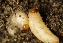 Szkodniki systemu korzeniowego truskawek