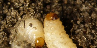 Szkodniki systemu korzeniowego truskawek