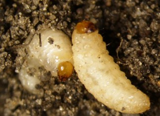 Szkodniki systemu korzeniowego truskawek