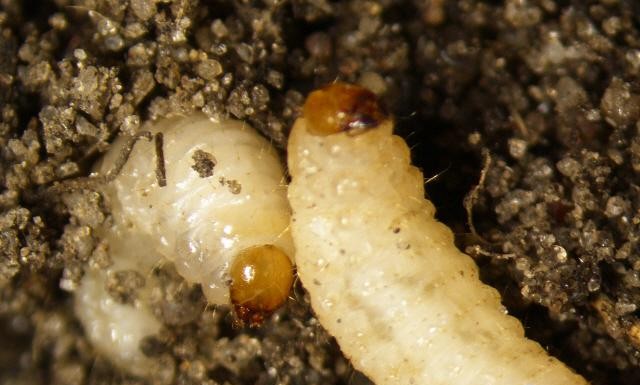 Szkodniki systemu korzeniowego truskawek