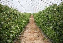 MALINOWE FACTORY 2016 – finał już 28 sierpnia