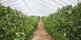 MALINOWE FACTORY 2016 – finał już 28 sierpnia