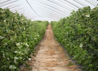 MALINOWE FACTORY 2016 – finał już 28 sierpnia