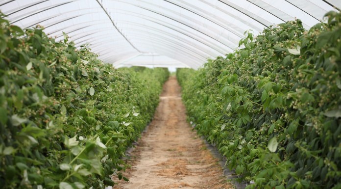 MALINOWE FACTORY 2016 – finał już 28 sierpnia