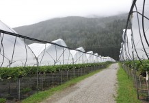 Truskawki w Południowym Tyrolu