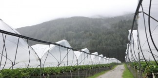 Truskawki w Południowym Tyrolu