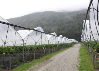 Truskawki w Południowym Tyrolu