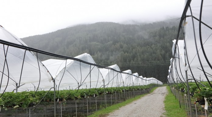 Truskawki w Południowym Tyrolu