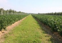 Wysokie zbiory aronii zaczynają się od dobrej sadzonki