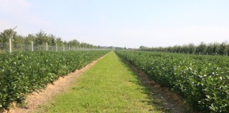 Wysokie zbiory aronii zaczynają się od dobrej sadzonki