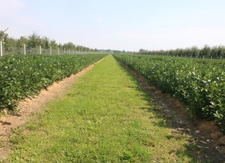 Wysokie zbiory aronii zaczynają się od dobrej sadzonki