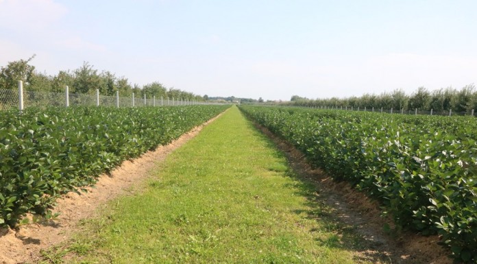 Wysokie zbiory aronii zaczynają się od dobrej sadzonki