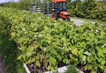 Maliny z in-vitro z gwarancją zdrowotności