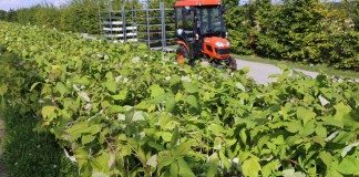 Maliny z in-vitro z gwarancją zdrowotności