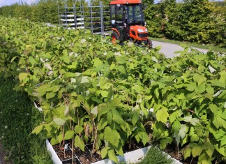 Maliny z in-vitro z gwarancją zdrowotności