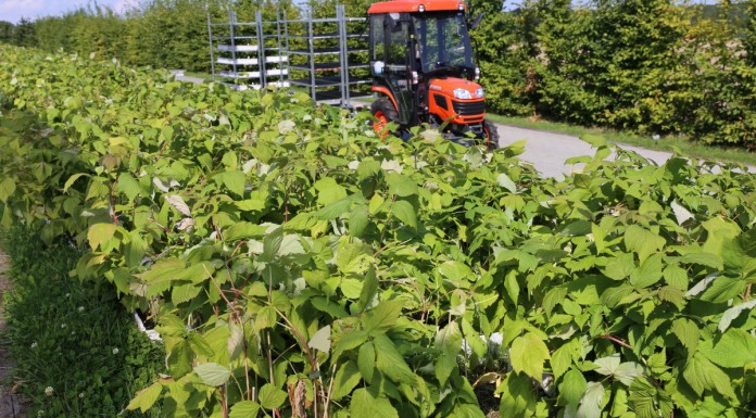 Maliny z in-vitro z gwarancją zdrowotności