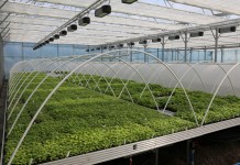 Produkcja malin roznamnażanych w laboratorium