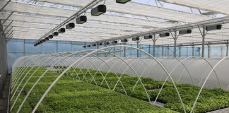 Produkcja malin roznamnażanych w laboratorium