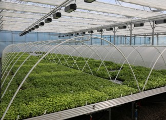 Produkcja malin roznamnażanych w laboratorium