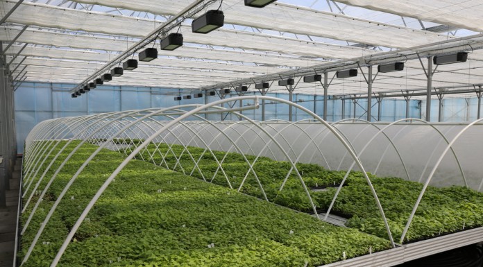 Produkcja malin roznamnażanych w laboratorium