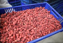 Niskie ceny skupu malin przemysłowych