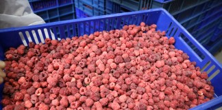 Niskie ceny skupu malin przemysłowych