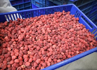 Niskie ceny skupu malin przemysłowych